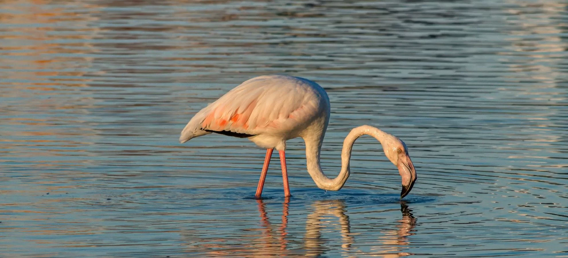 Birdwatching in Gialova Lagoon: A Haven for Nature Lovers