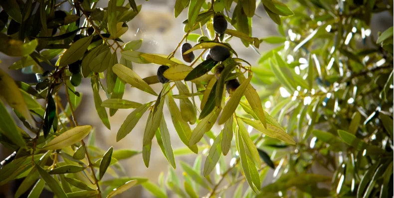 >Εποχή Συγκομιδής Ελιάς στη Μεσσηνία: Ζήστε την Εμπειρία στην Πύλο