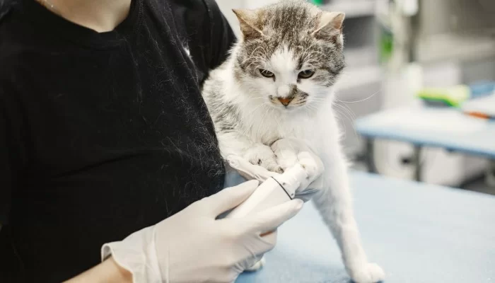 Maria Panagopoulou - Vet Clinic