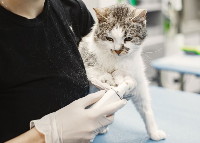 Maria Panagopoulou - Vet Clinic
